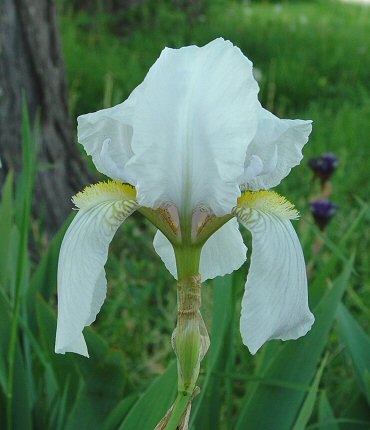 Iris_germanica_white_flower.jpg