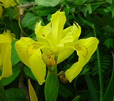 Iris pseudacorus thumbnail