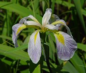 Iris virginica thumbnail