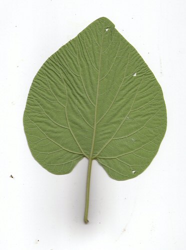 Isotrema_tomentosum_leaf2.jpg