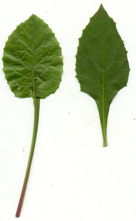 Lactuca_floridana_leaves2.jpg