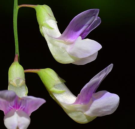 Lathyrus_palustris_flowers.jpg
