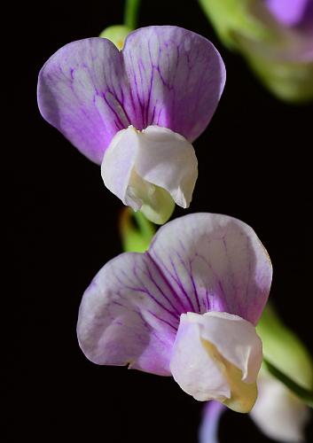 Lathyrus_palustris_flowers2.jpg