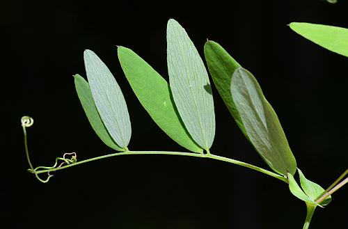 Lathyrus_palustris_leaf.jpg