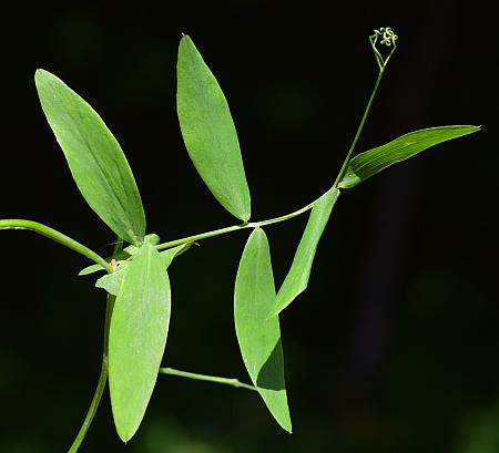 Lathyrus_palustris_leaf1.jpg