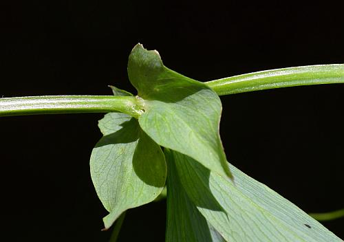 Lathyrus_palustris_stem.jpg