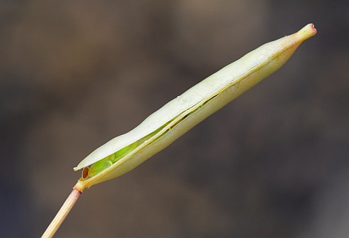Leavenworthia_uniflora_fruit2.jpg