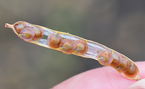 Leavenworthia_uniflora_fruit3.jpg