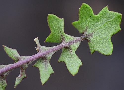 Leavenworthia_uniflora_leaf2.jpg