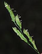 Leersia lenticularis thumbnail