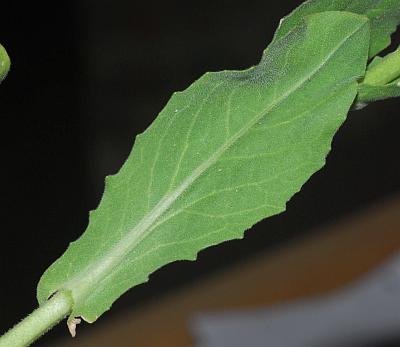 Lepidium_chalepense_leaf.jpg