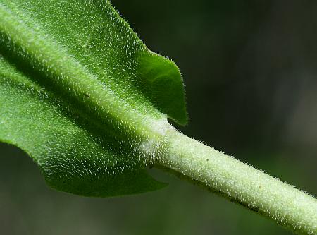 Lepidium_chalepense_leaf2.jpg