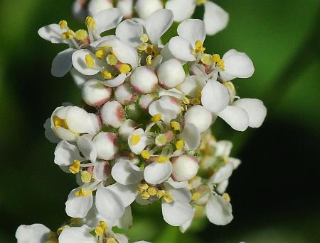 Lepidium_latifolium_corollas.jpg