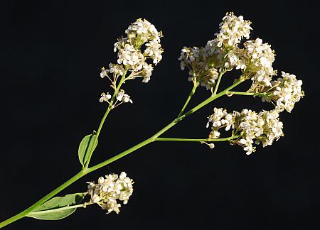 Lepidium_latifolium_inflorescence.jpg