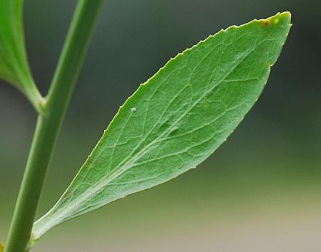 Lepidium_latifolium_leaf1.jpg