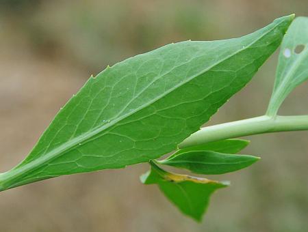 Lepidium_latifolium_leaf2.jpg