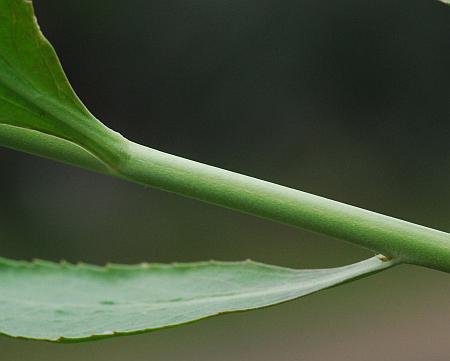 Lepidium_latifolium_stem.jpg
