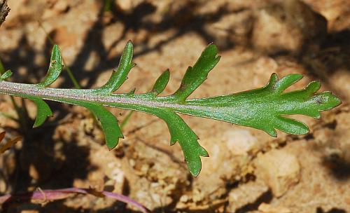 Lepidium_virginicum_leaf1.jpg