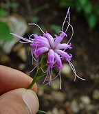 Liatris cylindracea thumbnail