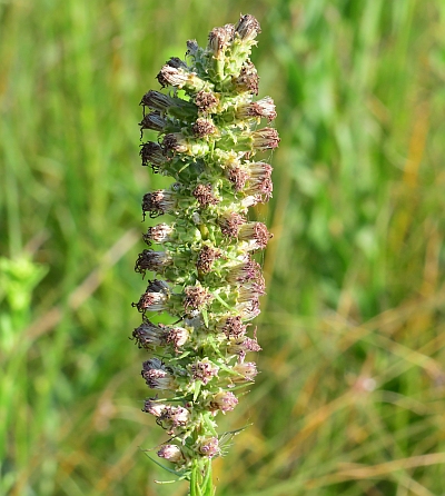 Liatris_pycnostachya_infructescence.jpg