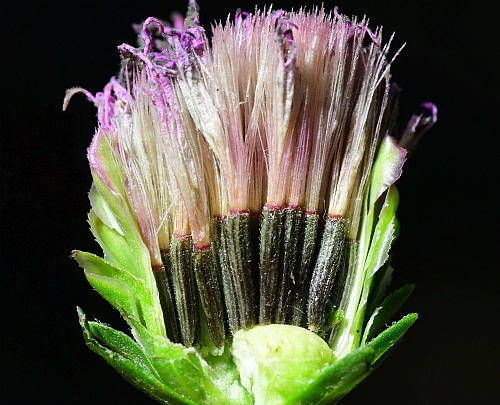 Liatris_scariosa_fruits.jpg