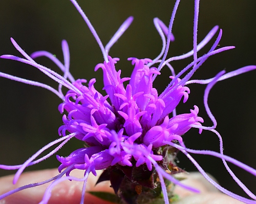 Liatris_squarrosa_florets2.jpg