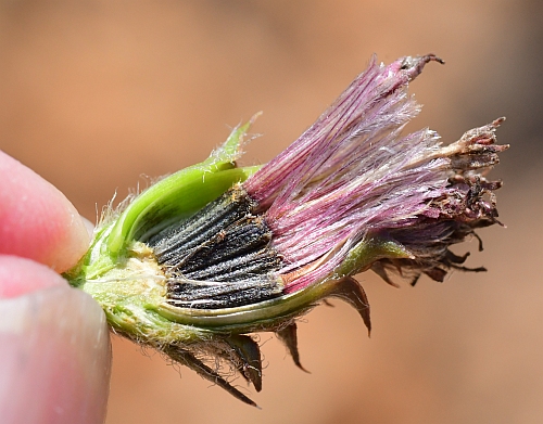 Liatris_squarrosa_fruits.jpg