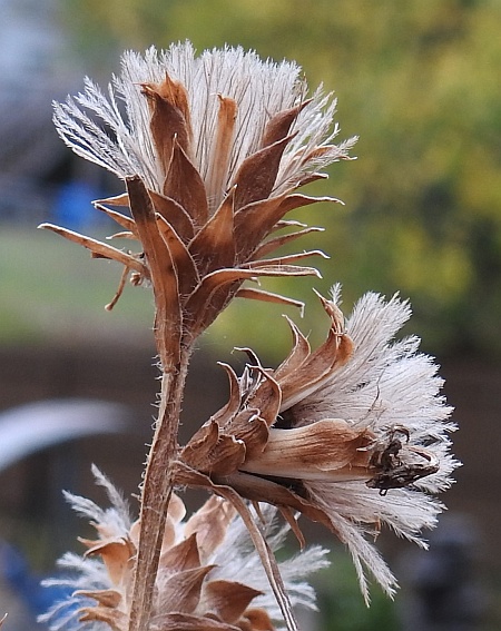 Liatris_squarrosa_fruits0.jpg