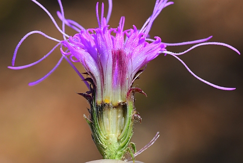 Liatris_squarrosa_head2.jpg