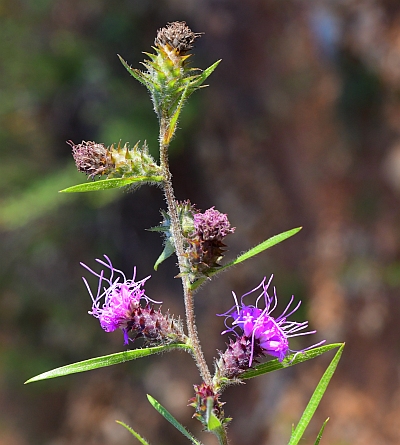 Liatris_squarrosa_inflorescence2.jpg