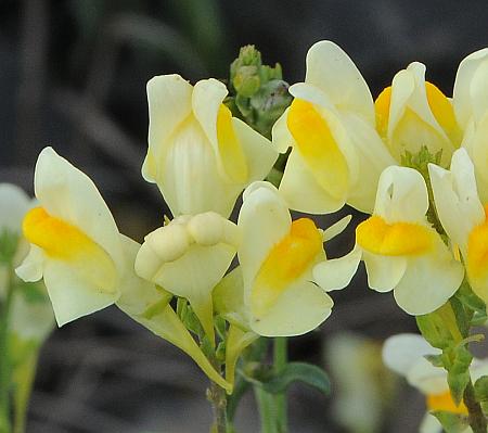 Linaria_vulgaris_flowers.jpg