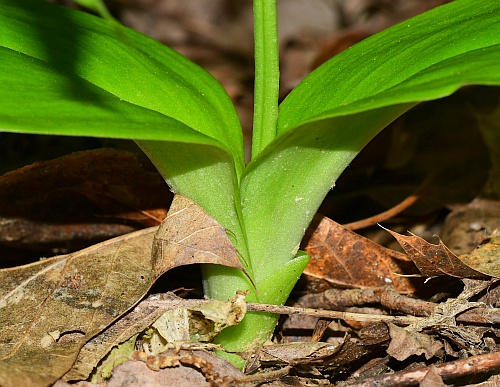 Liparis_liliifolia_base.jpg