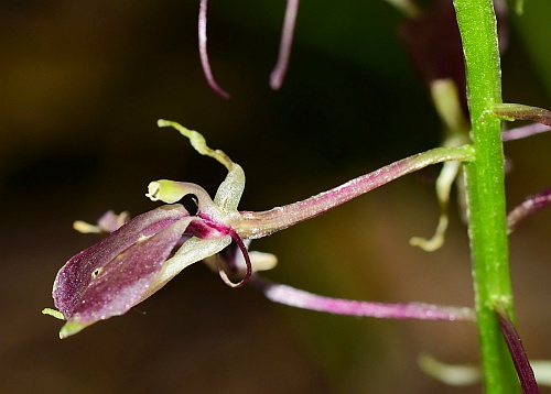 Liparis_liliifolia_flower1.jpg