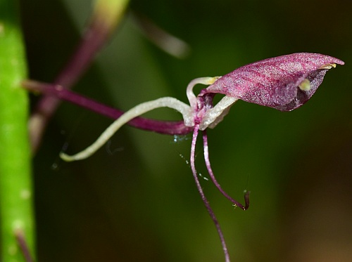 Liparis_liliifolia_flower2.jpg