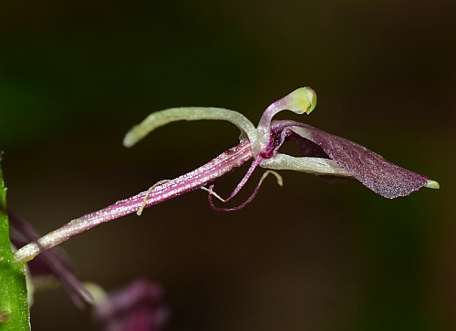 Liparis_liliifolia_flower3.jpg