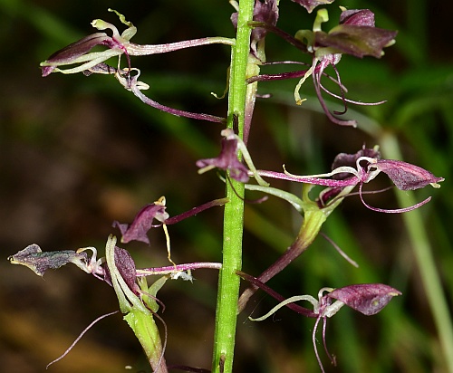 Liparis_liliifolia_flowers.jpg