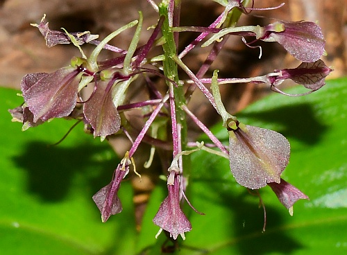 Liparis_liliifolia_flowers4.jpg
