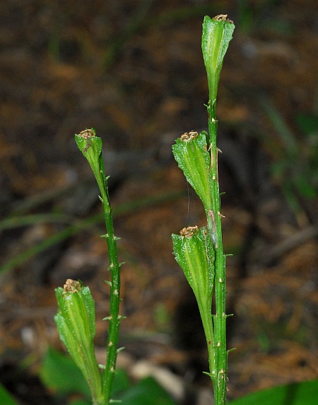 Liparis_liliifolia_fruits.jpg