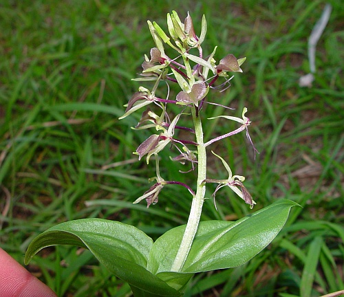 Liparis_liliifolia_habit.jpg
