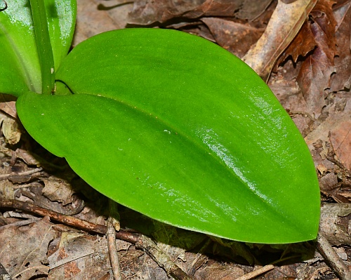 Liparis_liliifolia_leaf1.jpg