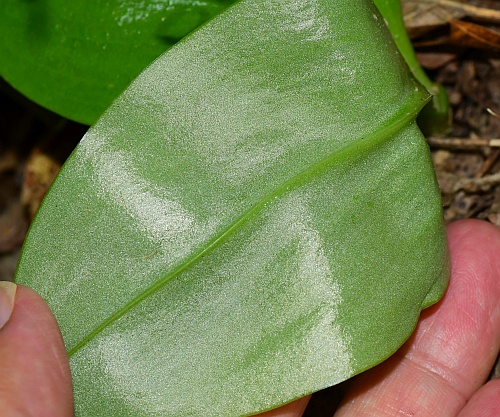 Liparis_liliifolia_leaf2.jpg
