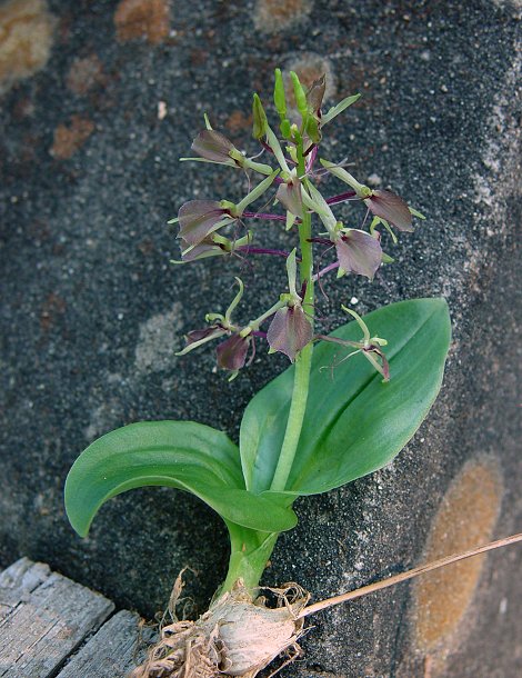 Liparis_liliifolia_plant.jpg