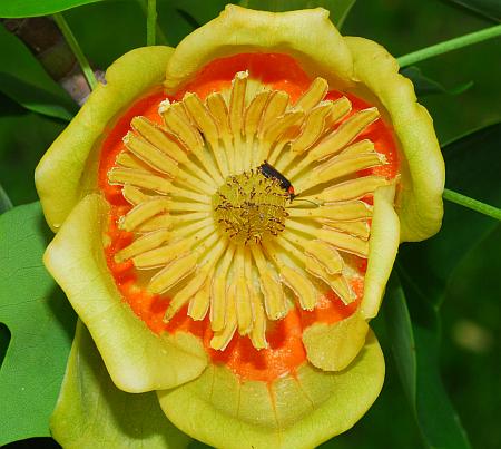 Liriodendron_tulipifera_flower2.jpg
