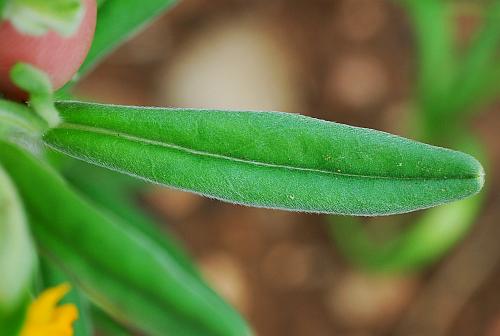 Lithospermum_canescens_leaf1.jpg