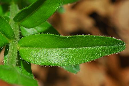 Lithospermum_caroliniense_leaf1.jpg