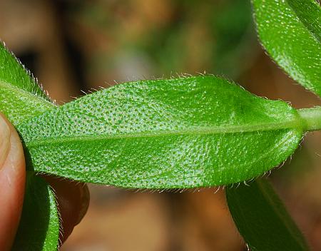 Lithospermum_caroliniense_leaf2.jpg