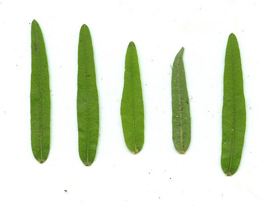 Lithospermum_caroliniense_leaves.jpg