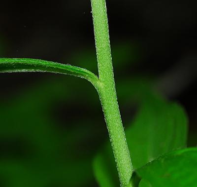 Lithospermum_latifolium_stem.jpg