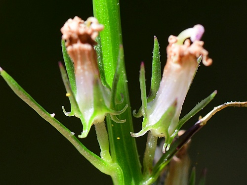 Lobelia_spicata_auricles.jpg