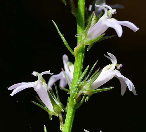 Lobelia_spicata_flowers2.jpg